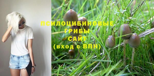 стаф Алзамай